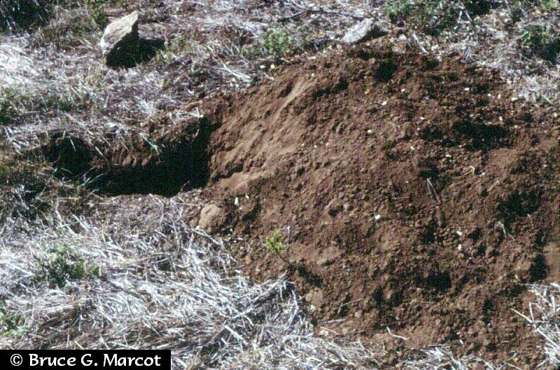 Epow Ecology Picture Of The Week Into The Aardvark Burrow